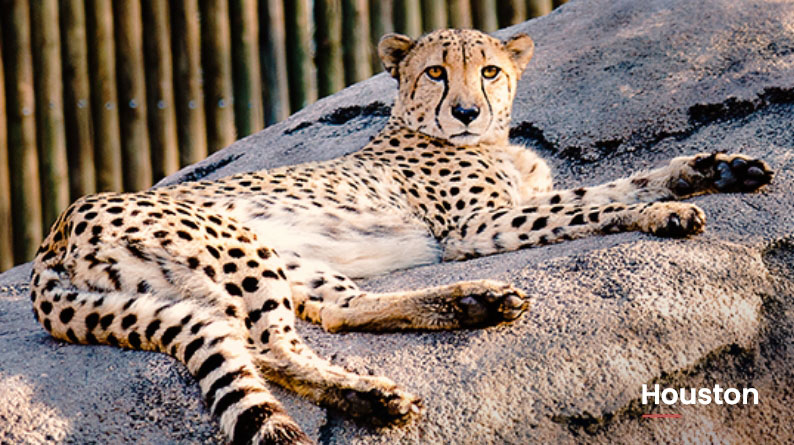 Qué ver en el Zoológico de Houston, Texas