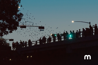 Murciélagos en el puente de la calle Waugh en Houston